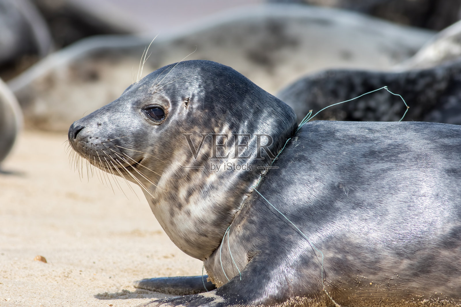 动物的痛苦。用渔网钩住脖子的海豹特写。照片摄影图片