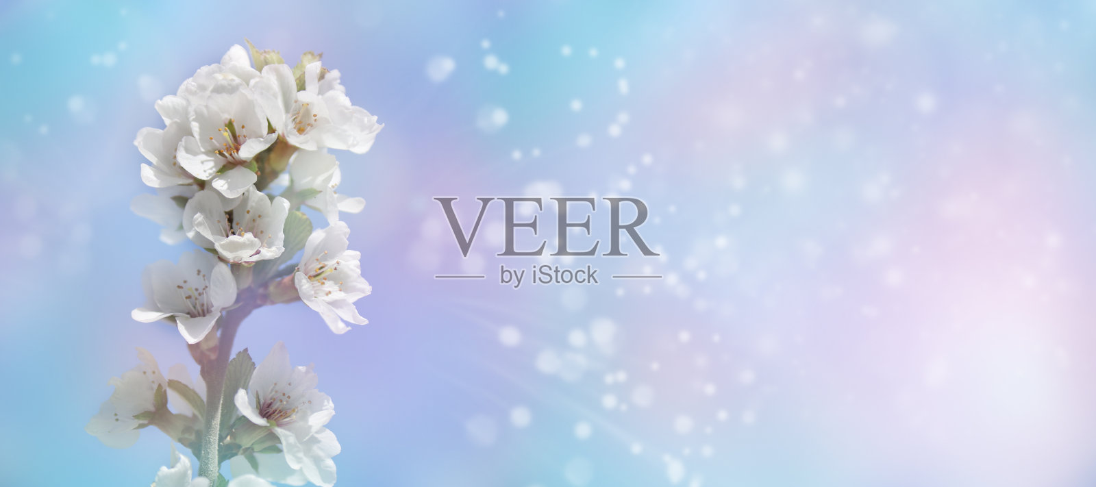 白色樱花，模糊背景春天背景设计模板照片摄影图片