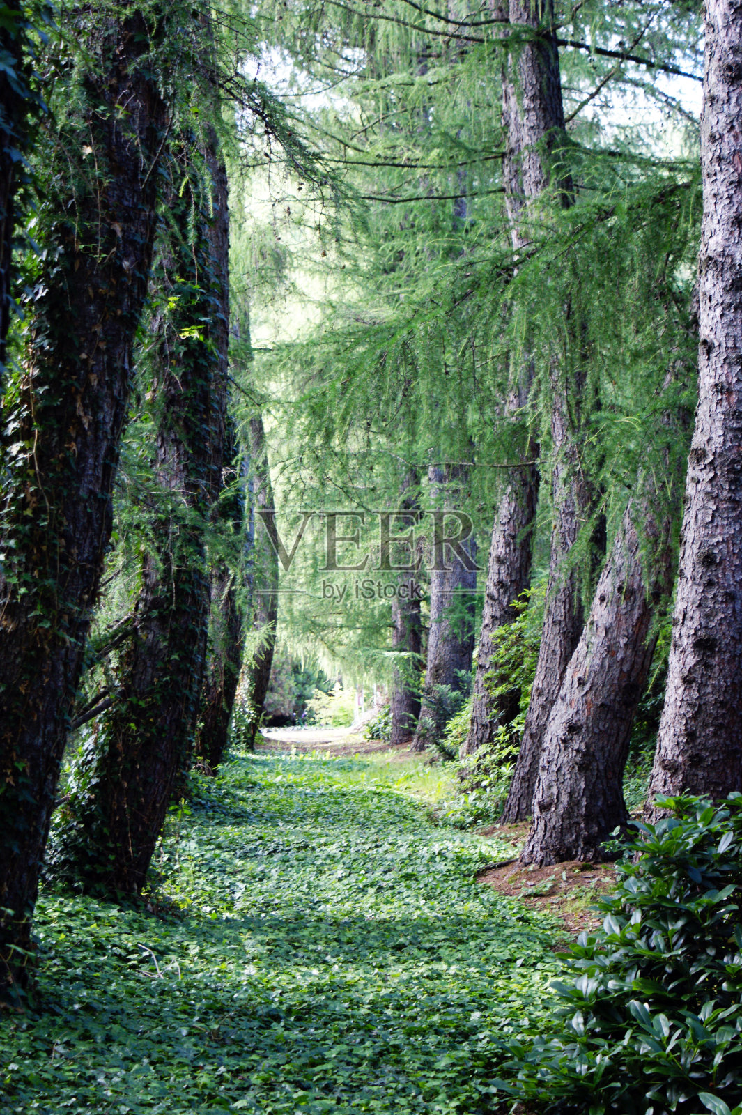森林小径在公园之间的树木在一排绿色凋落，多汁的颜色照片摄影图片