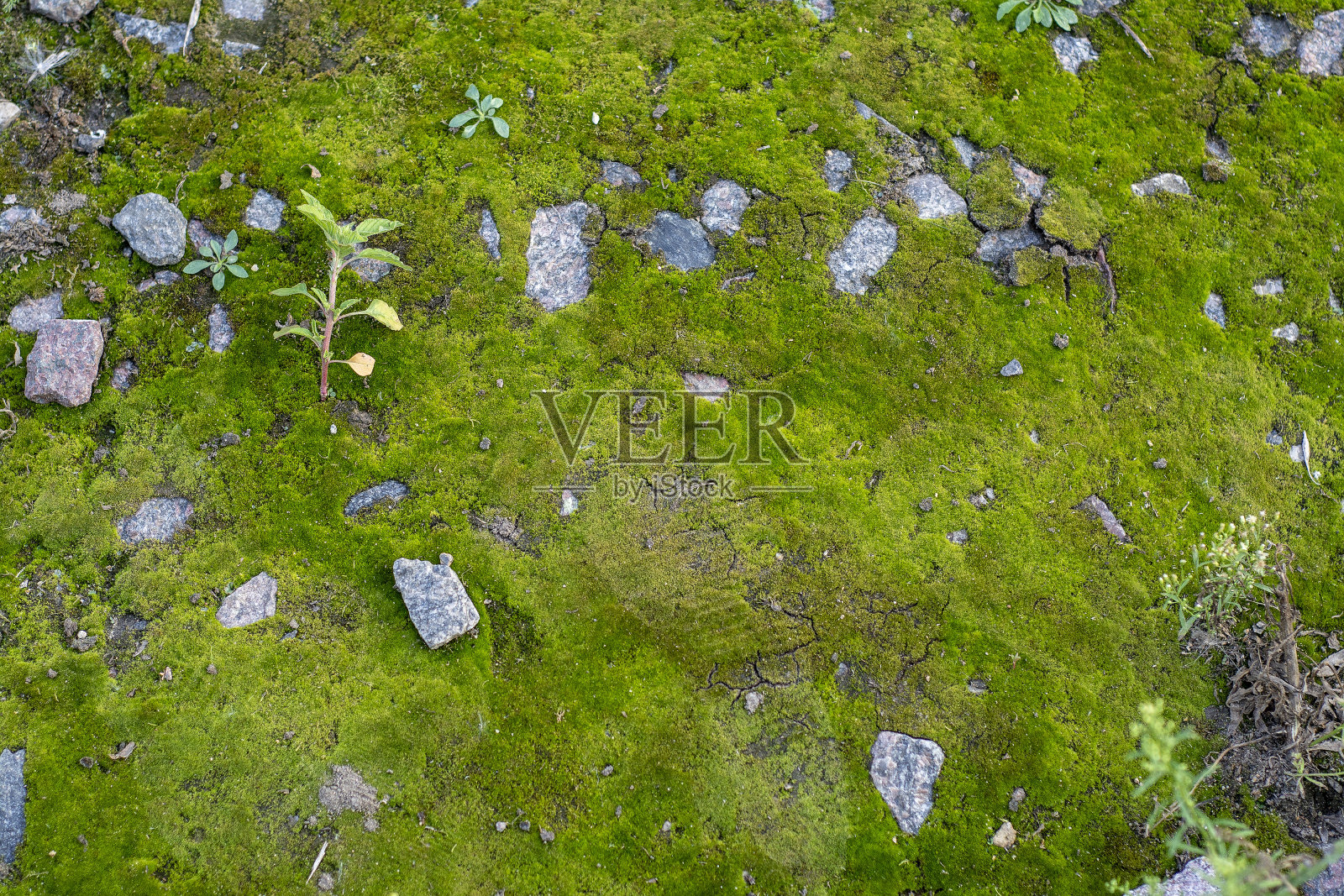 裂开的长满苔藓的地面照片摄影图片