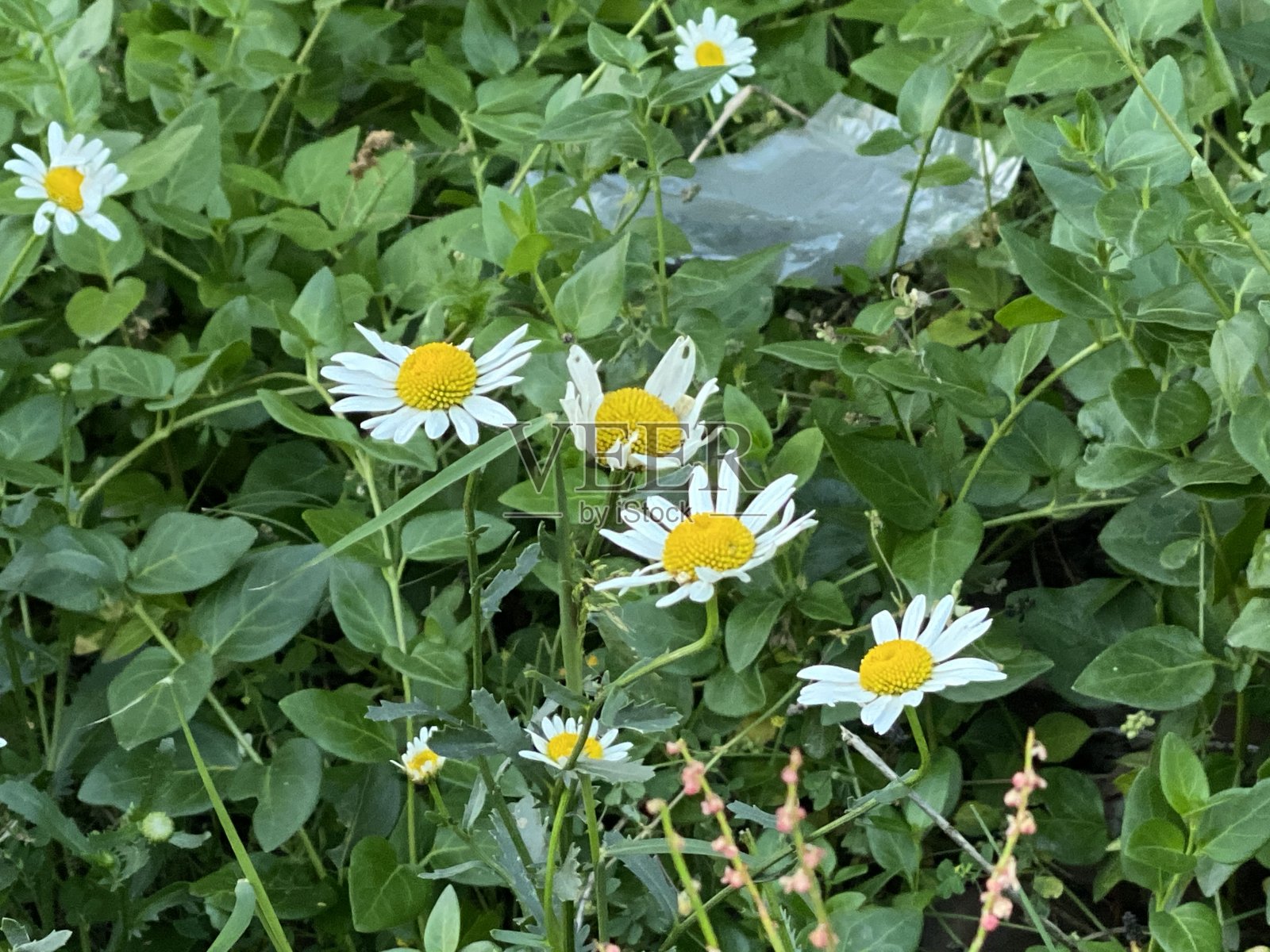 黄色白色的花朵照片摄影图片