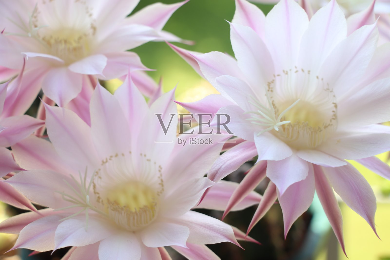 白色的仙人掌花照片摄影图片