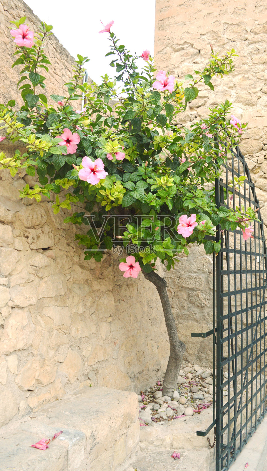 开粉红色花的芙蓉树照片摄影图片