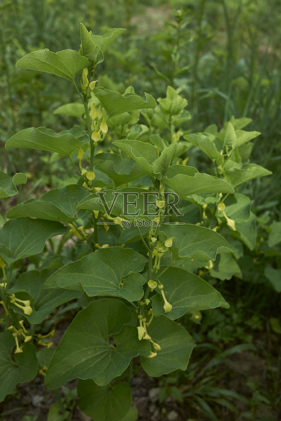 阿里斯托洛奇亚炎照片摄影图片