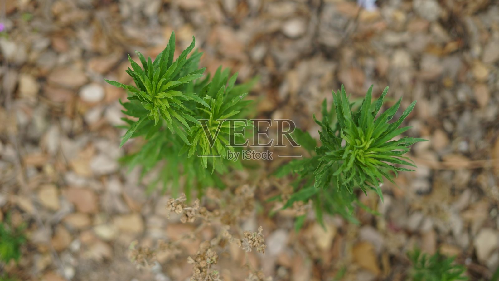 植物花自然照片摄影图片