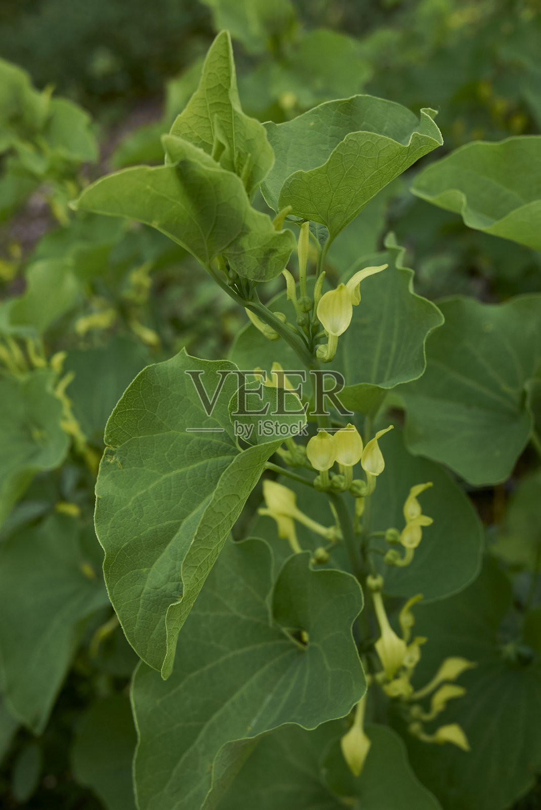 阿里斯托洛奇亚炎照片摄影图片