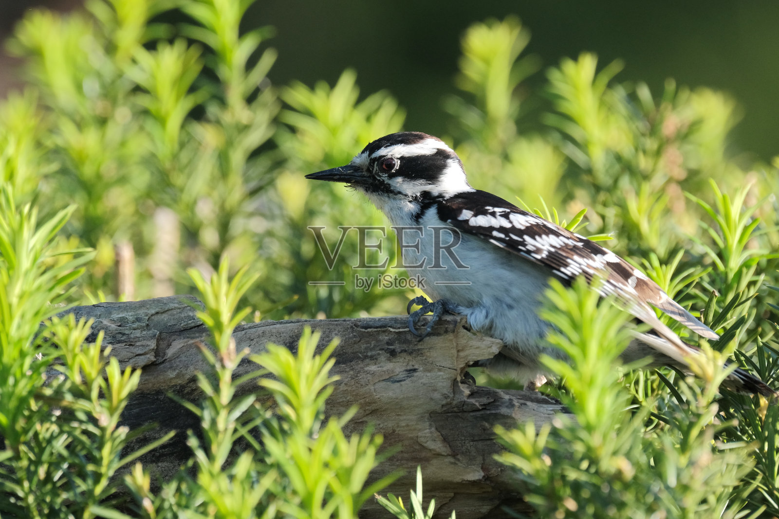 柔和的啄木鸟照片摄影图片
