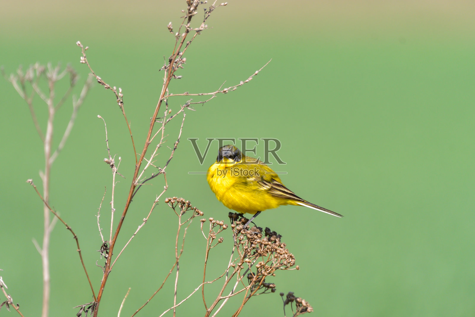 鸟类 - 黄鹡鸰（Motacilla flava）雄性，春季照片摄影图片