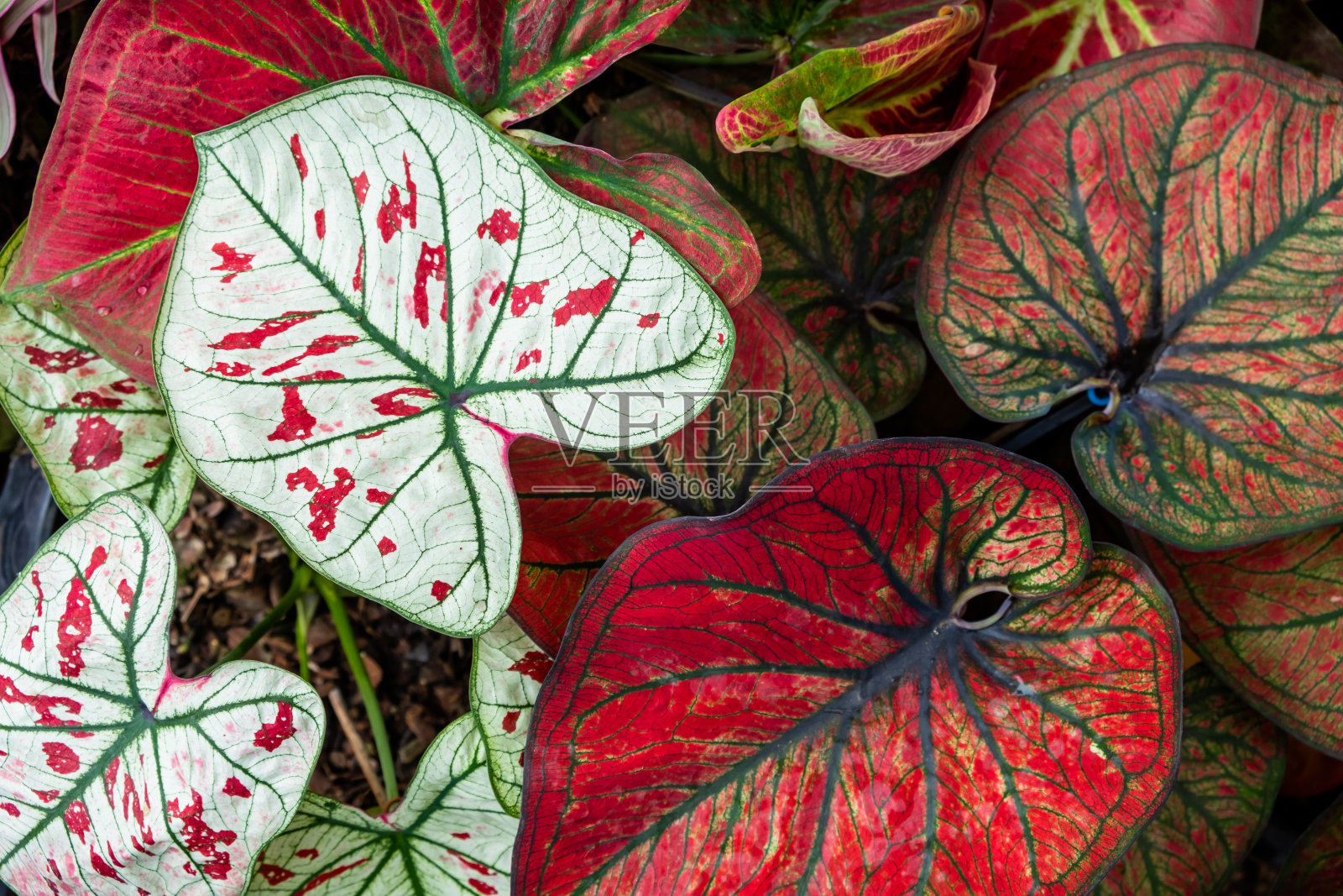 花萼双色或天使翅膀的彩色心形叶子背景。照片摄影图片