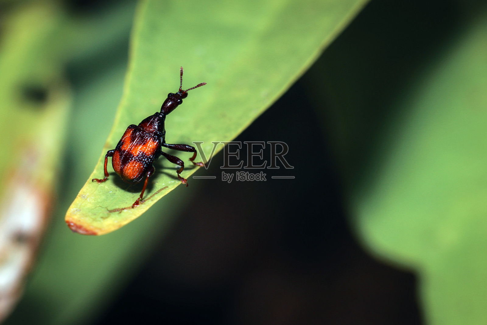 黑象鼻虫，植物害虫照片摄影图片
