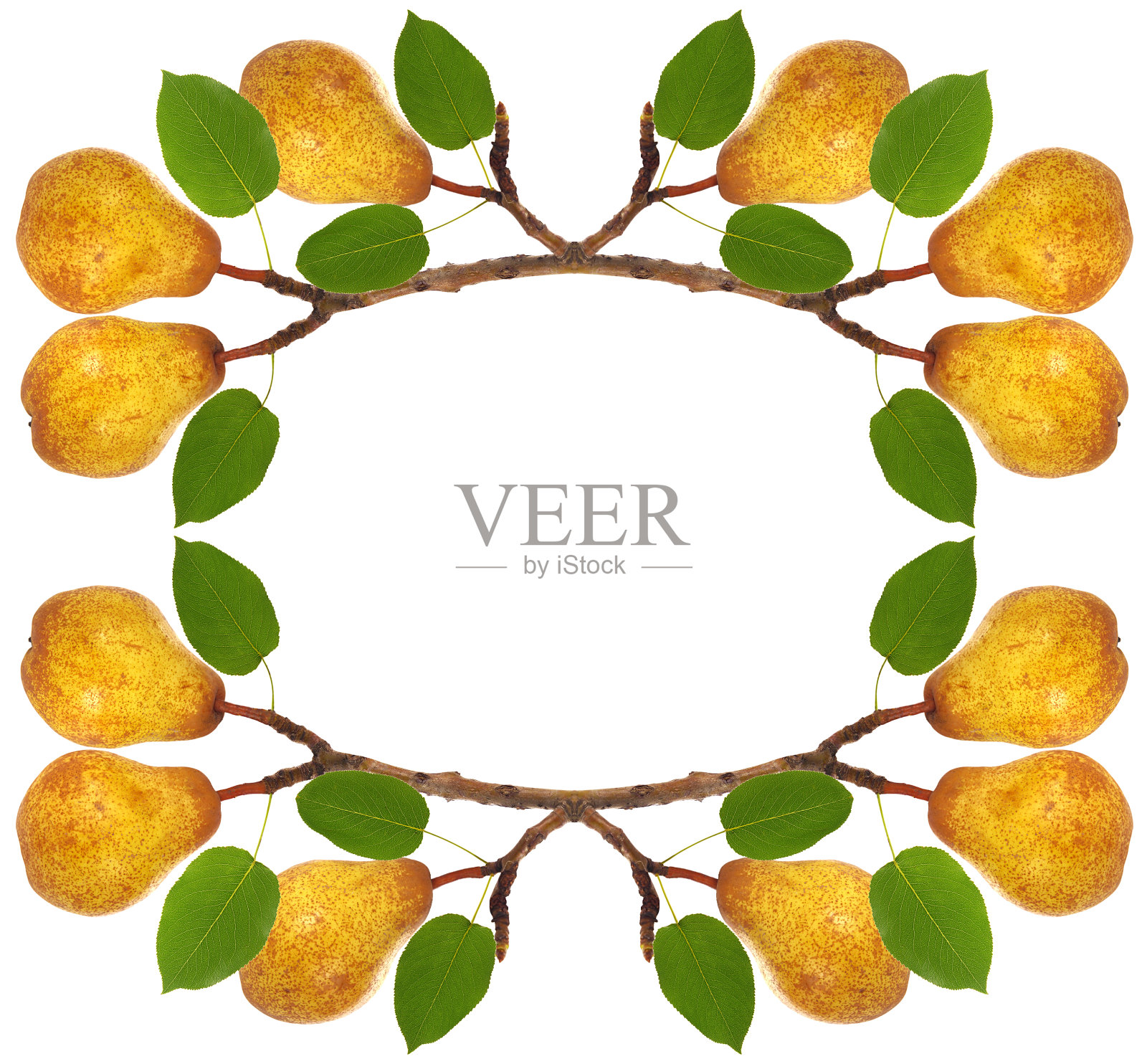 框架梨树枝桠与成熟的梨果和绿色的叶子照片摄影图片