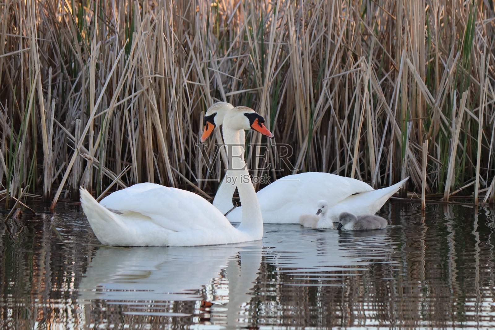 春天的天鹅和小天鹅照片摄影图片
