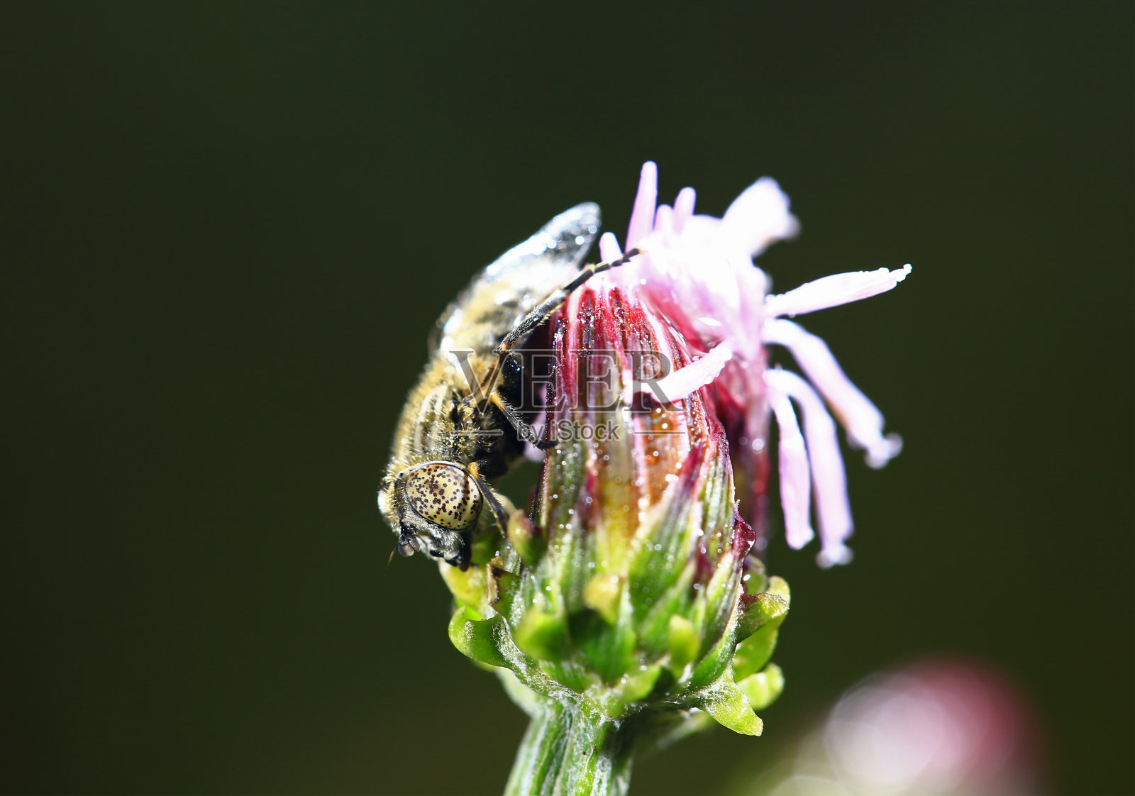 牛虻，在野外拍摄的照片摄影图片