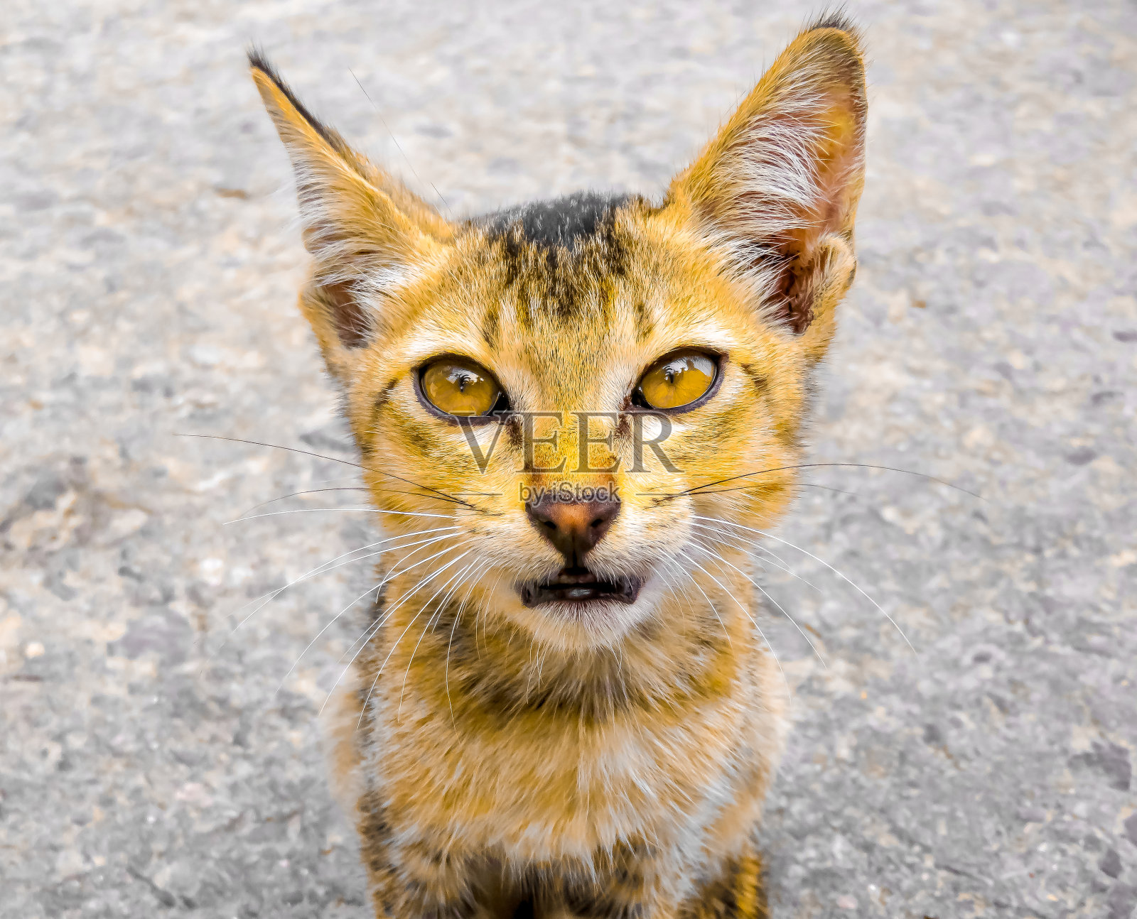 一只目光犀利的猫。照片摄影图片