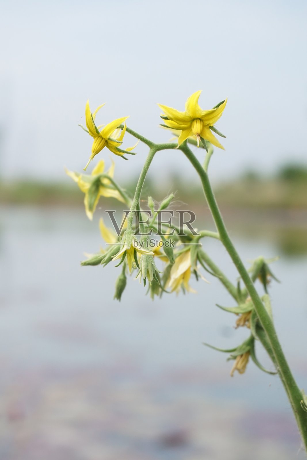 西红柿花在自然花园里照片摄影图片