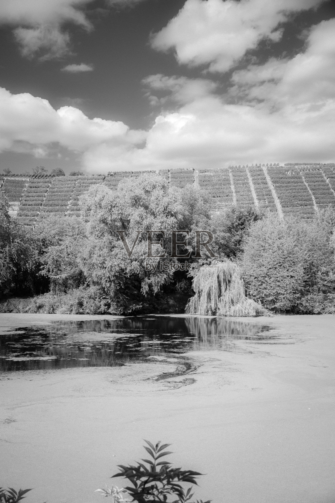 田园诗般的小湖充满水镜头与树木和葡萄园的背景在黑色和白色照片摄影图片