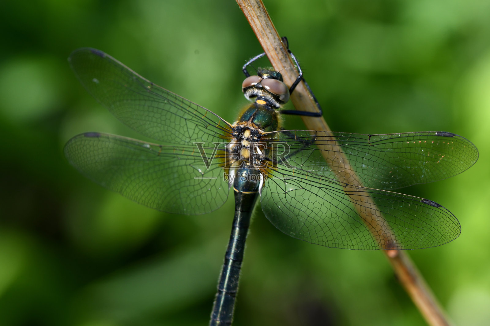 干树枝上的绿色蜻蜓照片摄影图片