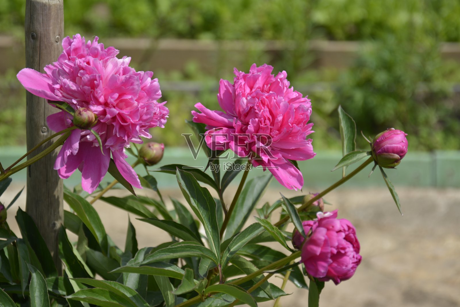 花的粉红色牡丹在绿色的草的背景。夏天盛开的草地照片摄影图片