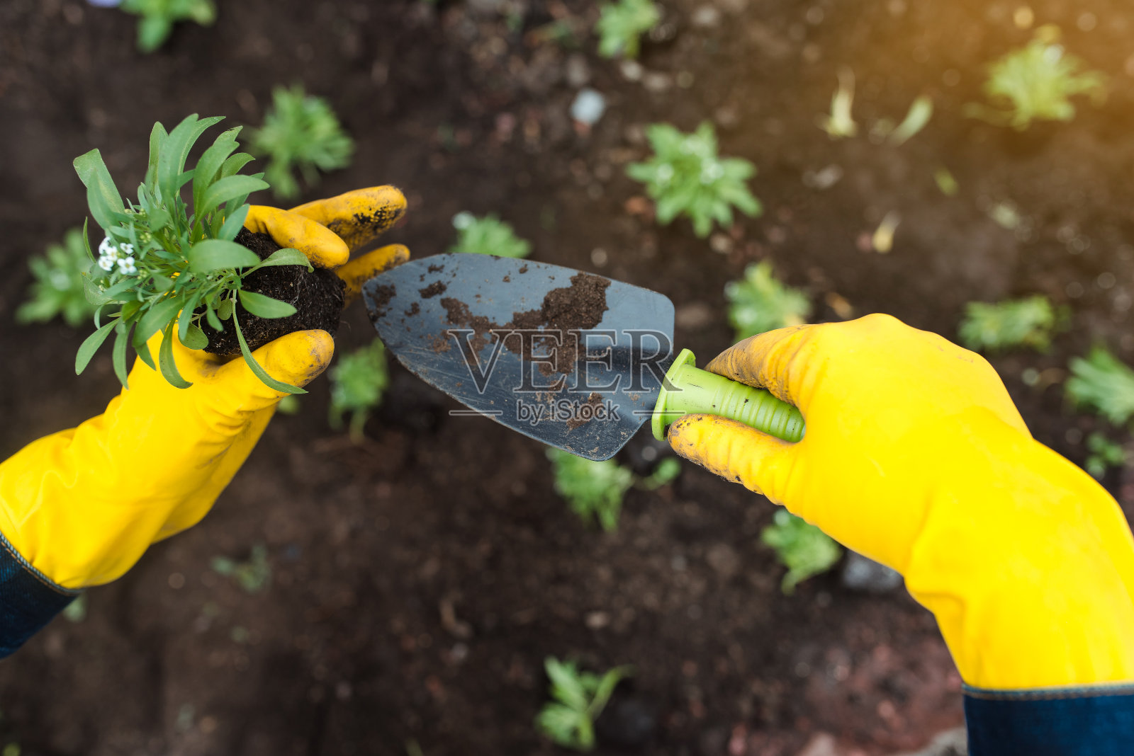 戴着黄手套的园丁在地里种花。特写镜头。在花园里种植春三色堇。园艺的概念照片摄影图片
