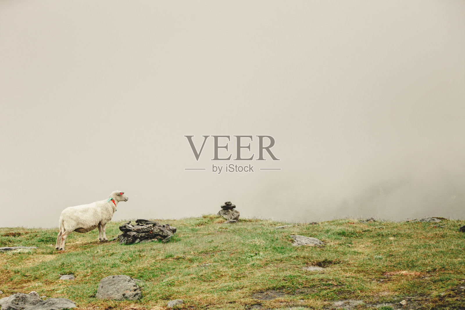 羊在牧场上，在岩石山上吃草照片摄影图片