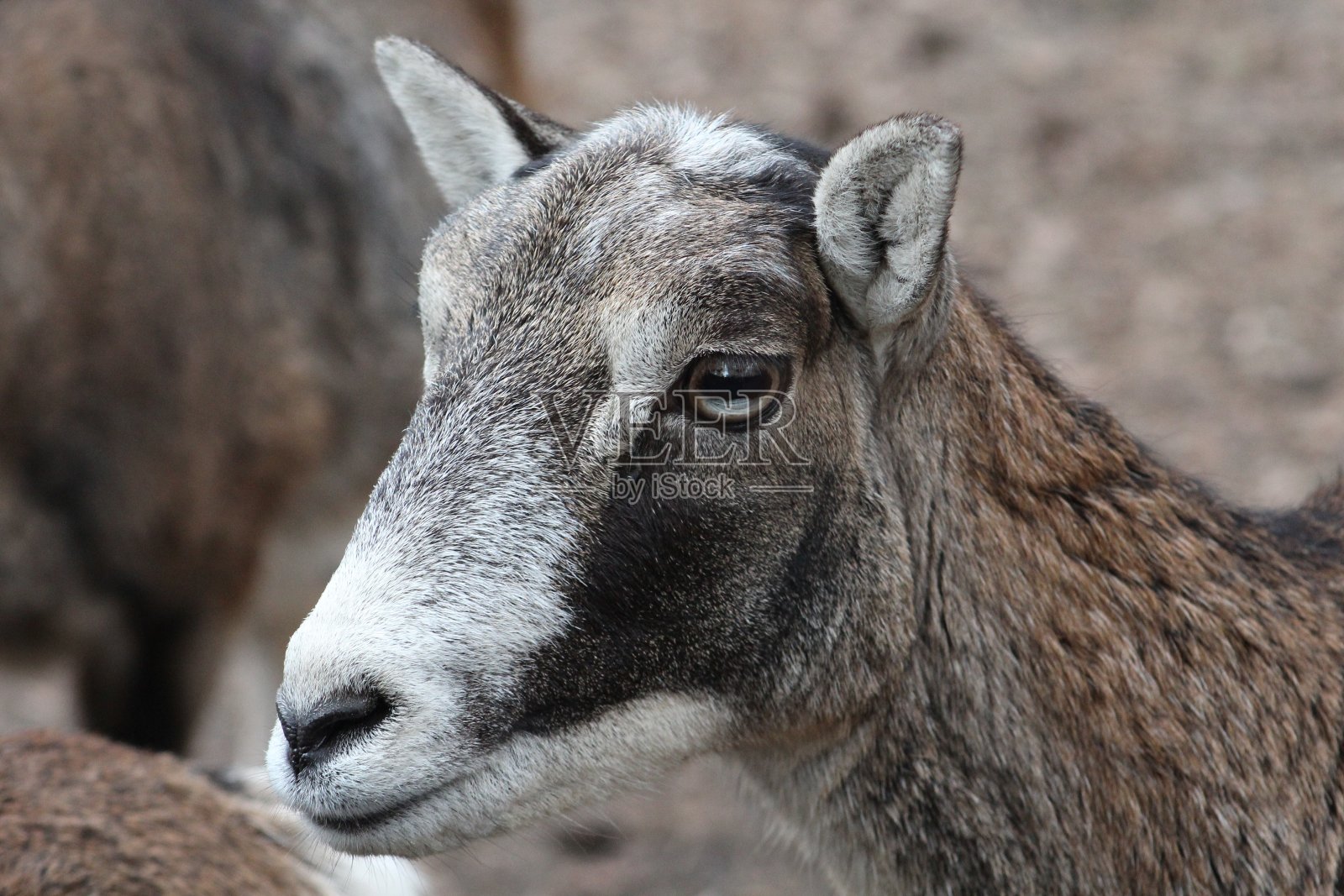 森林里美丽的马鹿的特写照片摄影图片