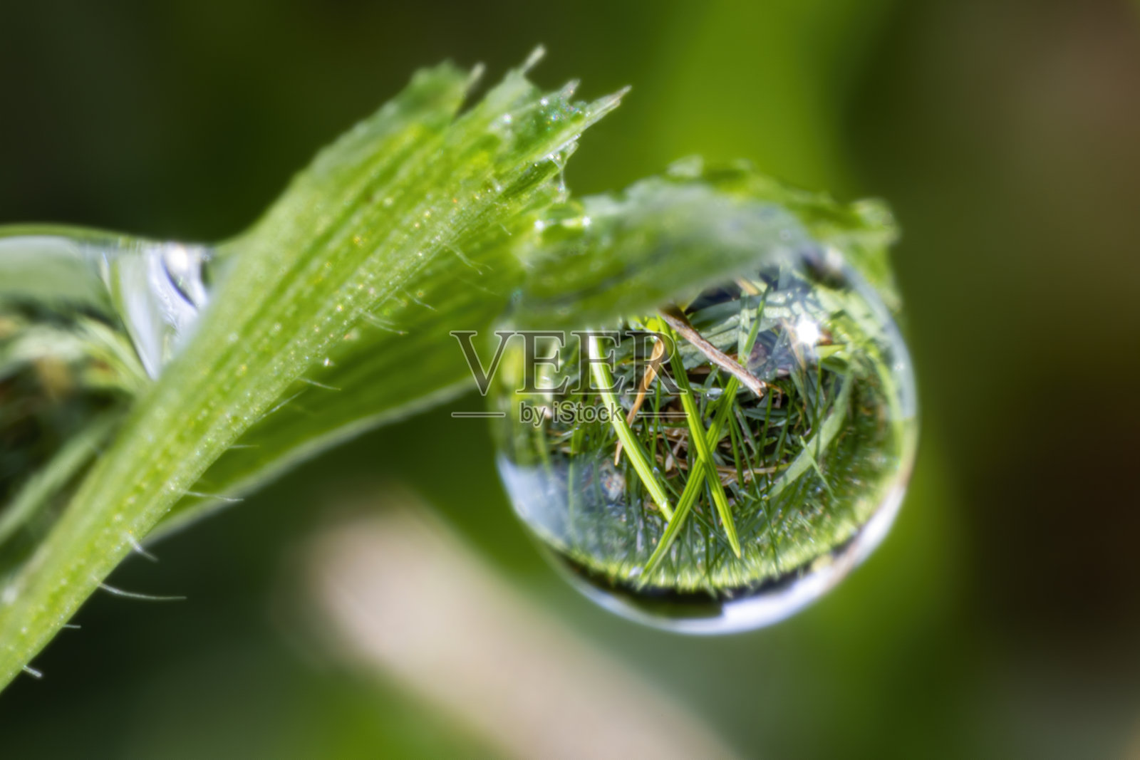 草叶上的露珠照片摄影图片