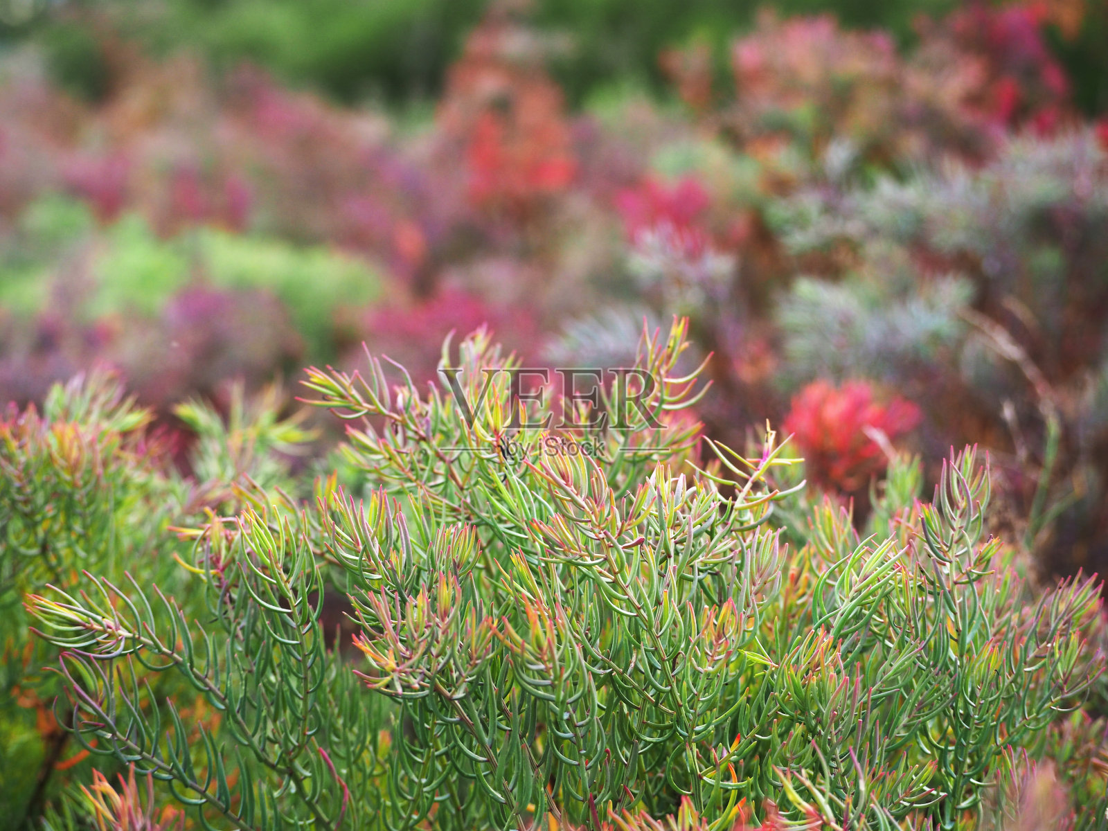 碱蓬maritima树。这是一种有益于健康的蔬菜，是生长在盐沼中的草本海草或一年生海盐植物(碱蓬)的紫色叶红色和绿色。照片摄影图片