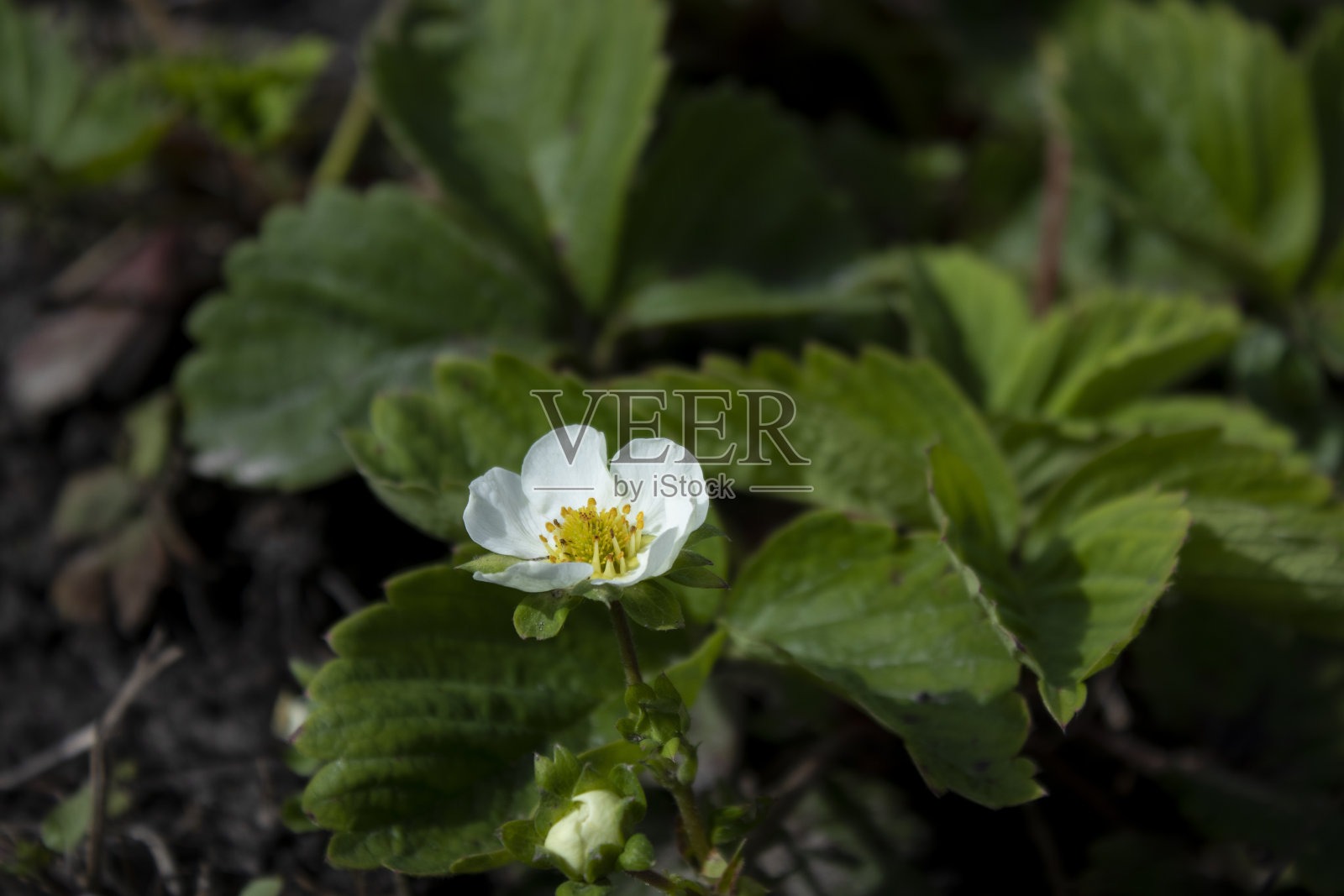 草莓植物的一朵花。农业的概念。照片摄影图片