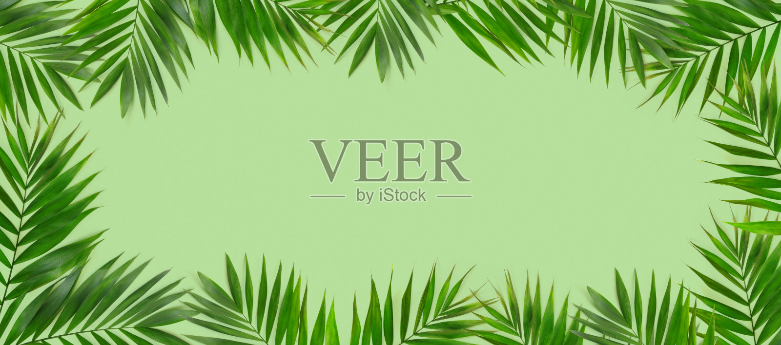 纸背景上的绿色植物夏季概念模板照片摄影图片