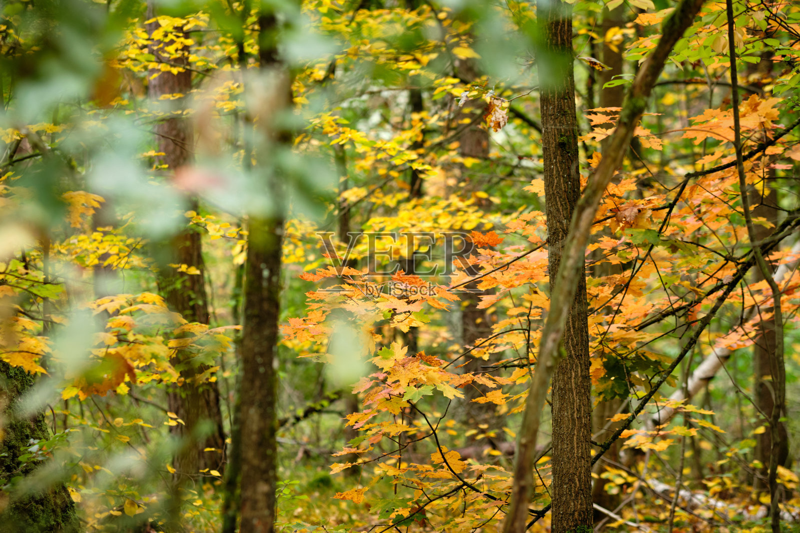 美丽明亮的秋天特写在田园诗枫林照片摄影图片