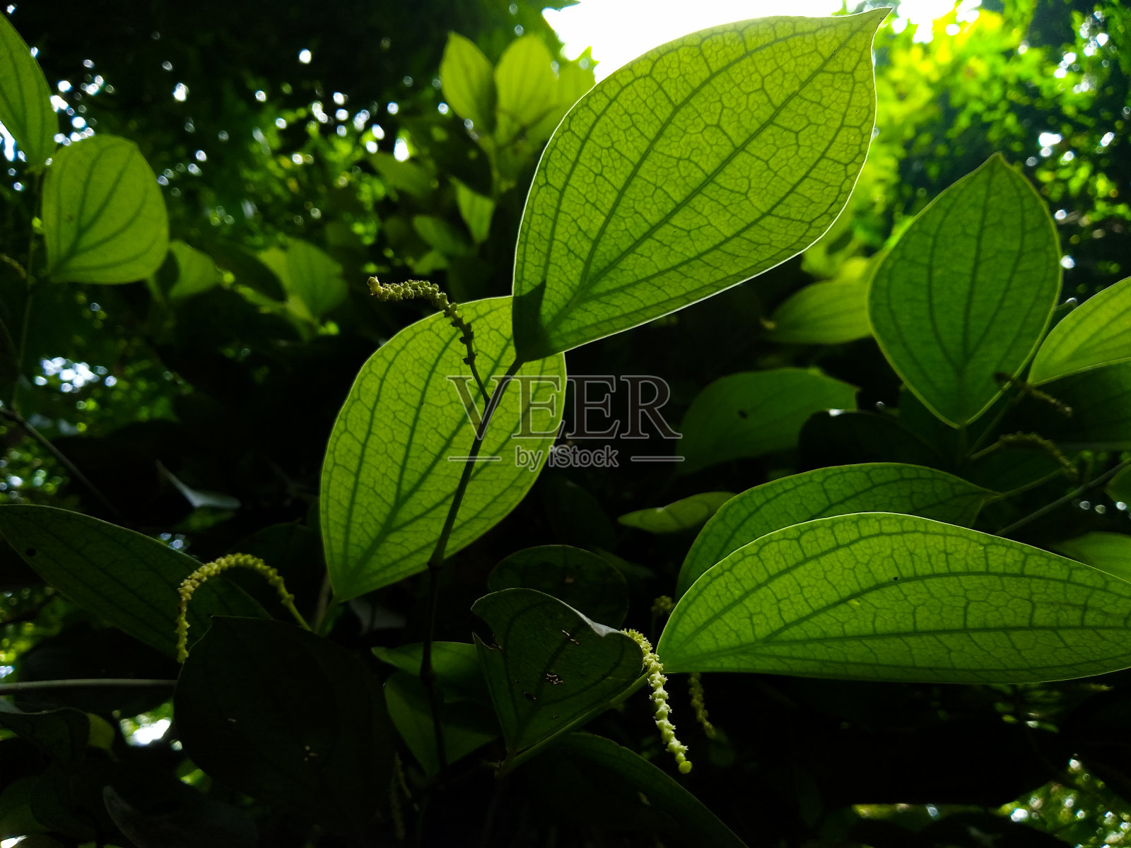 种植黑胡椒和花椒照片摄影图片
