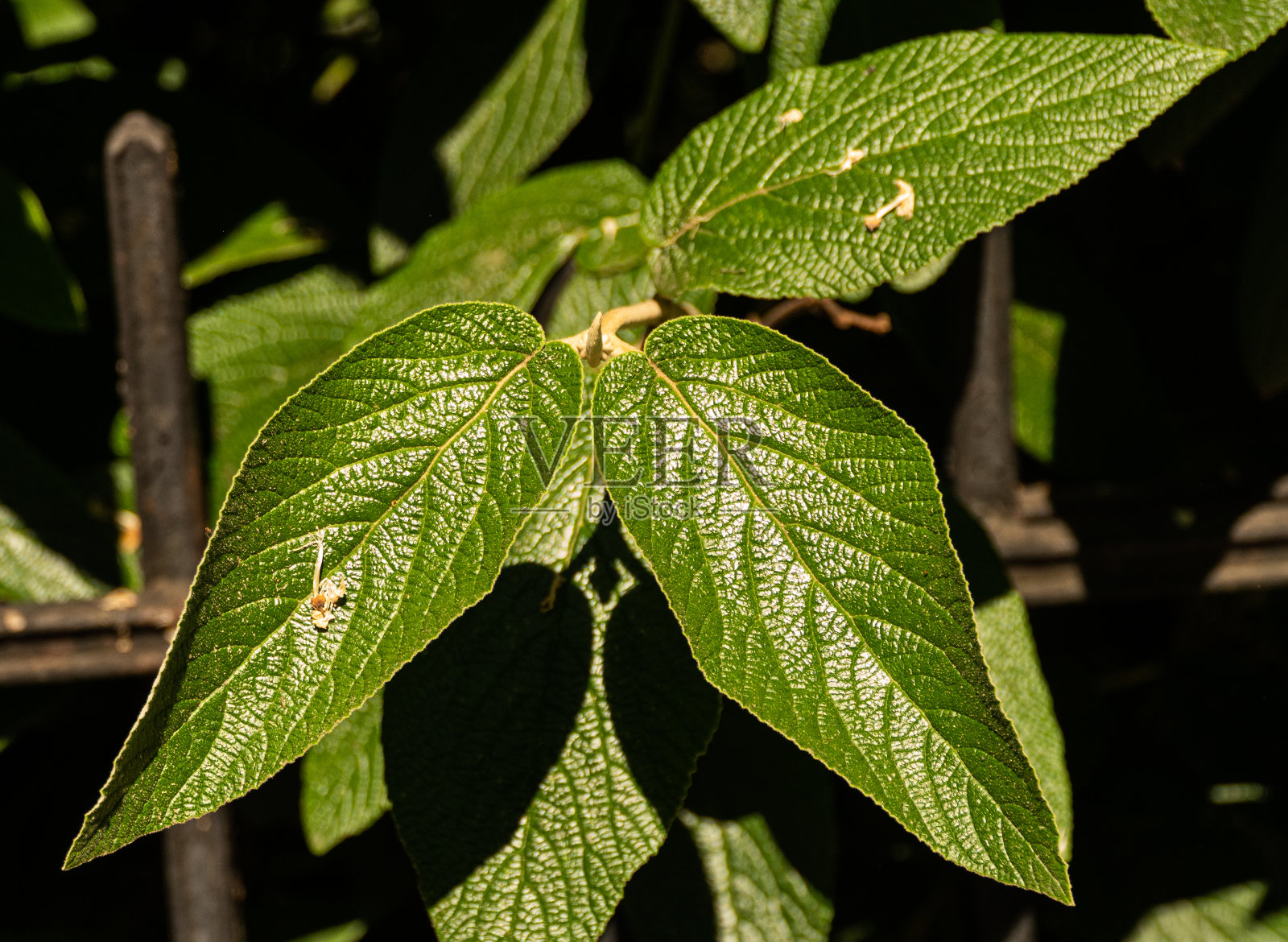 近距离观察绿叶照片摄影图片