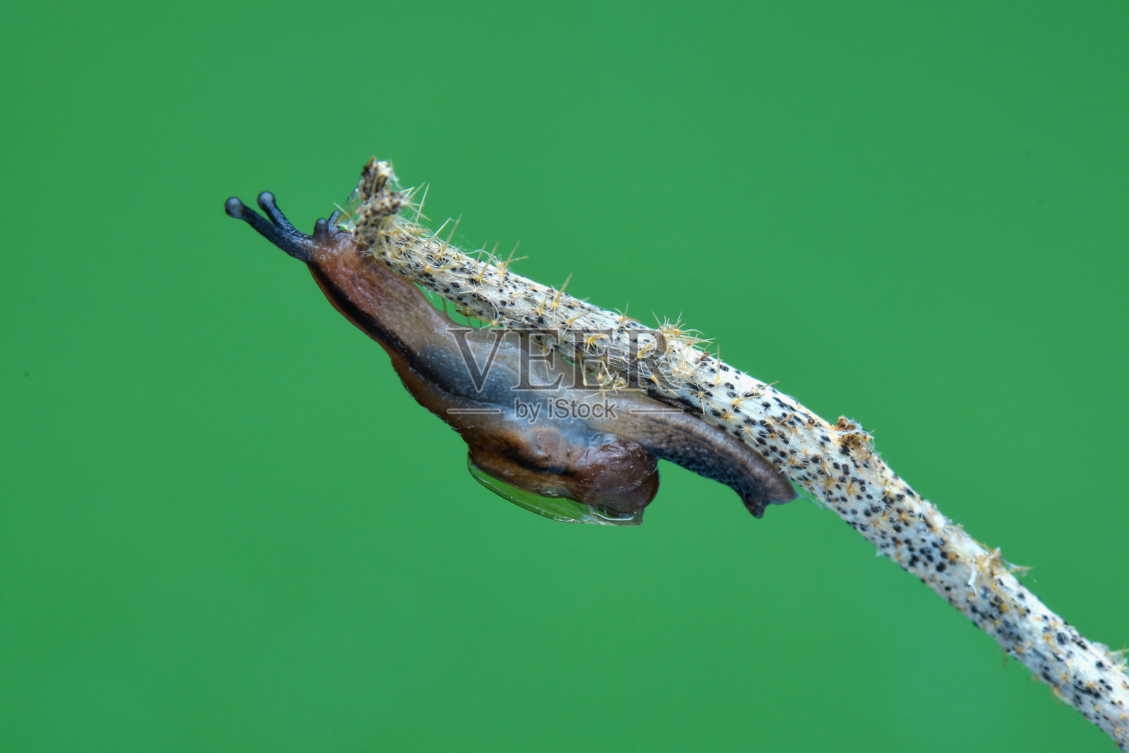 热带花园的小树枝上的蛞蝓照片摄影图片