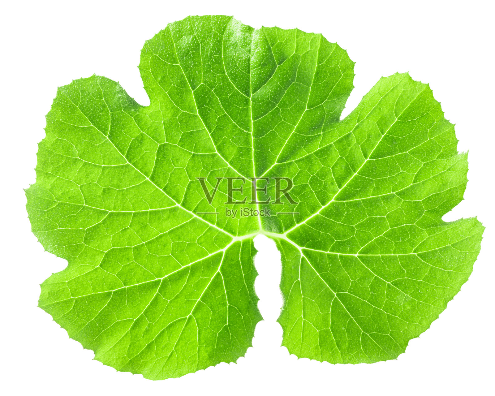 西葫芦嫩叶，小径照片摄影图片