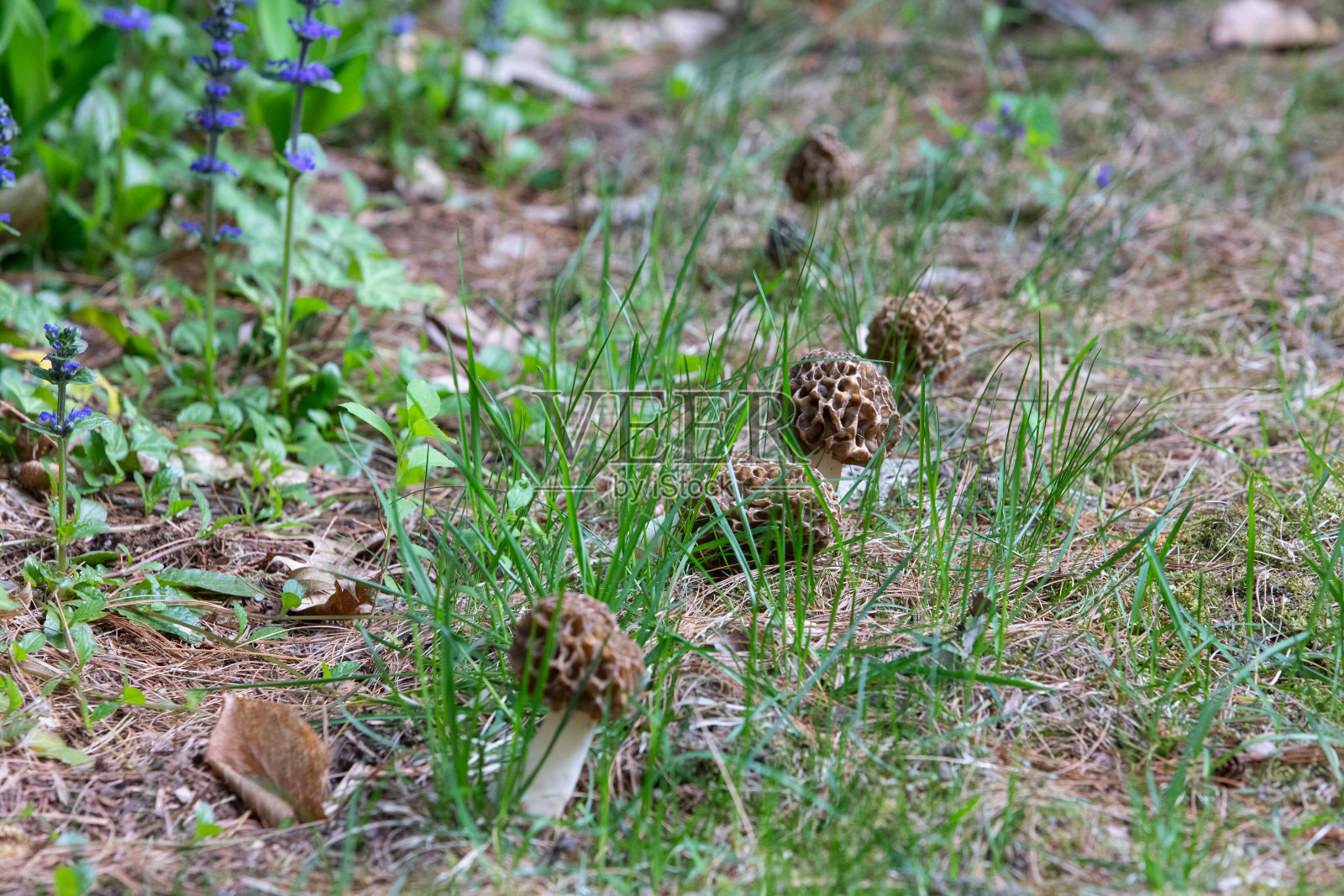 生长在森林中的羊肚菌群照片摄影图片