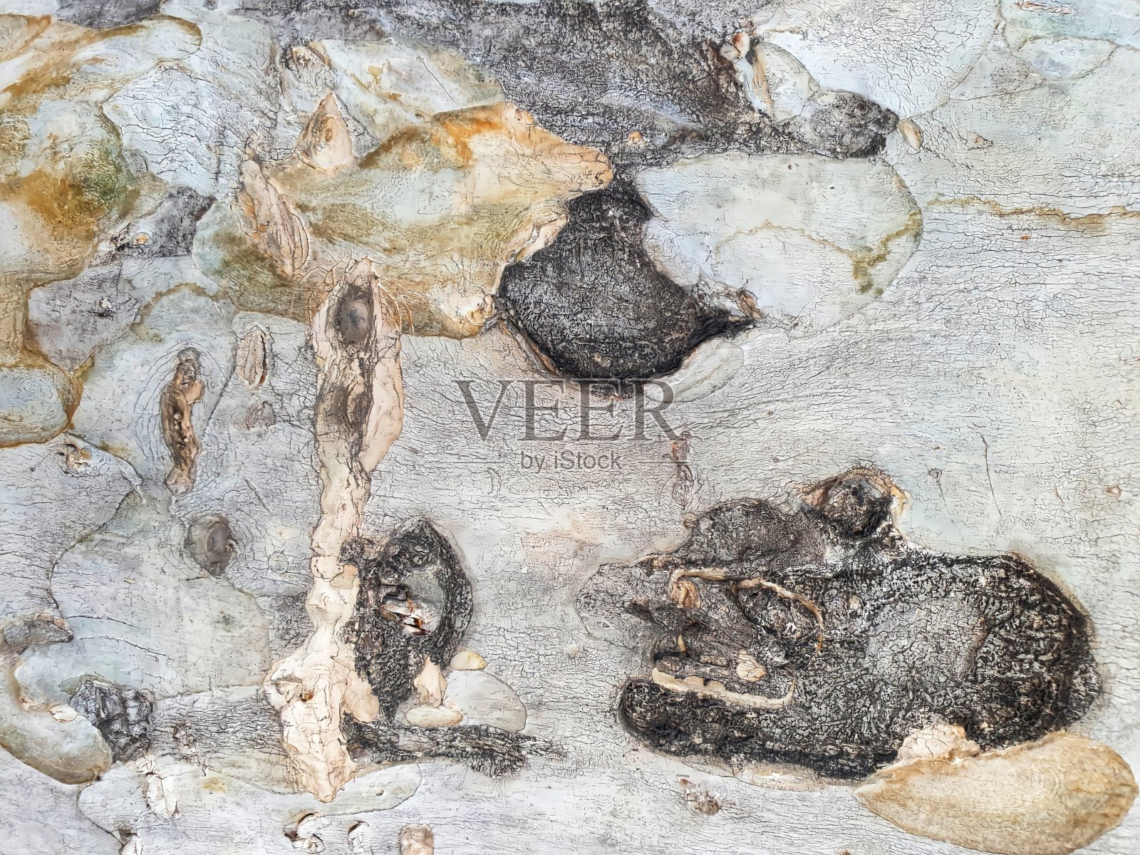 树干的表面木材纹理照片摄影图片