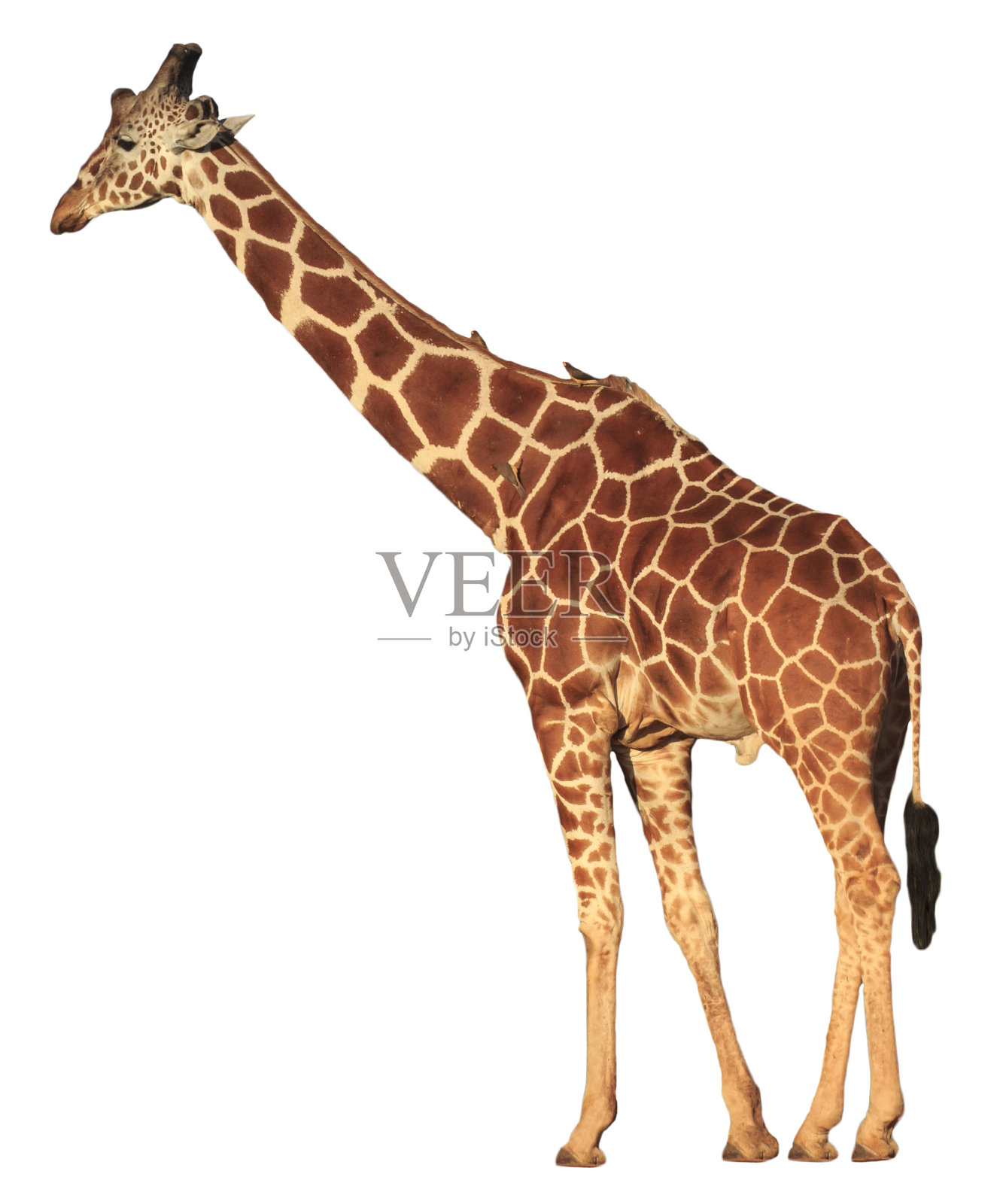 长颈鹿被孤立在白色上照片摄影图片