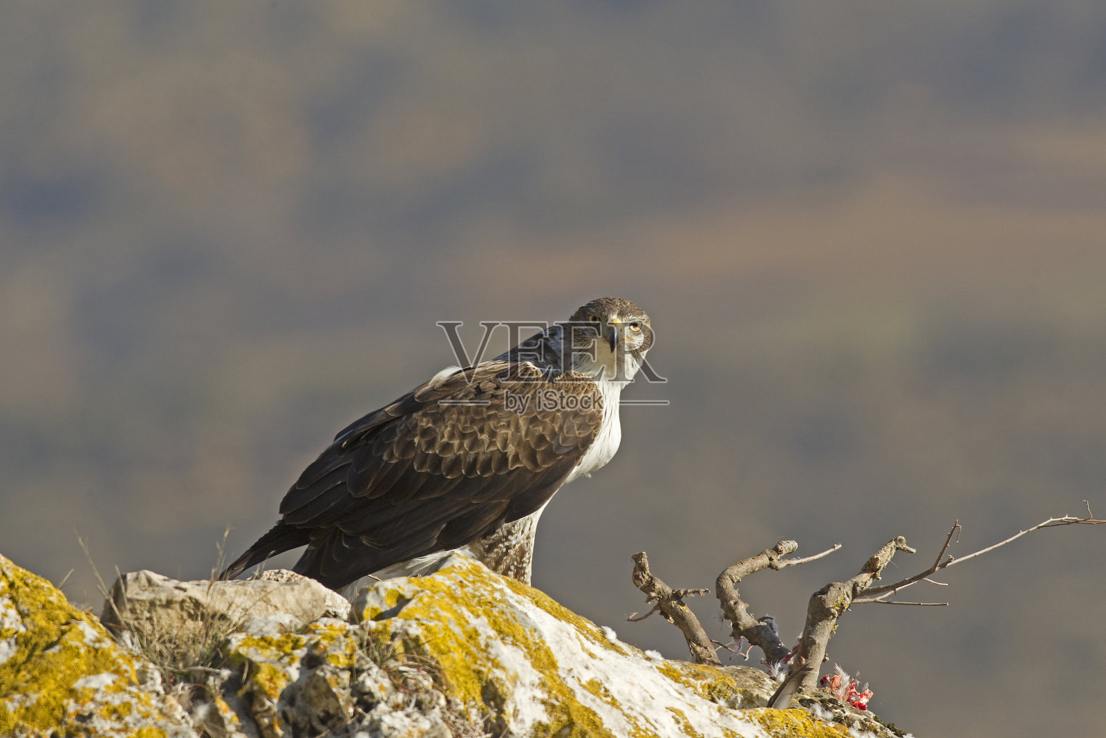 博的鹰照片摄影图片