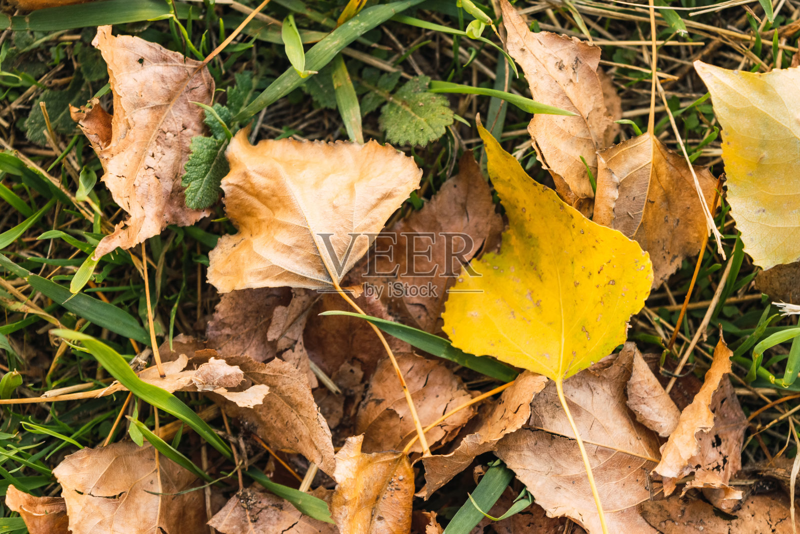 干燥的秋叶形成了褐色的地毯与孤独的黄叶照片摄影图片