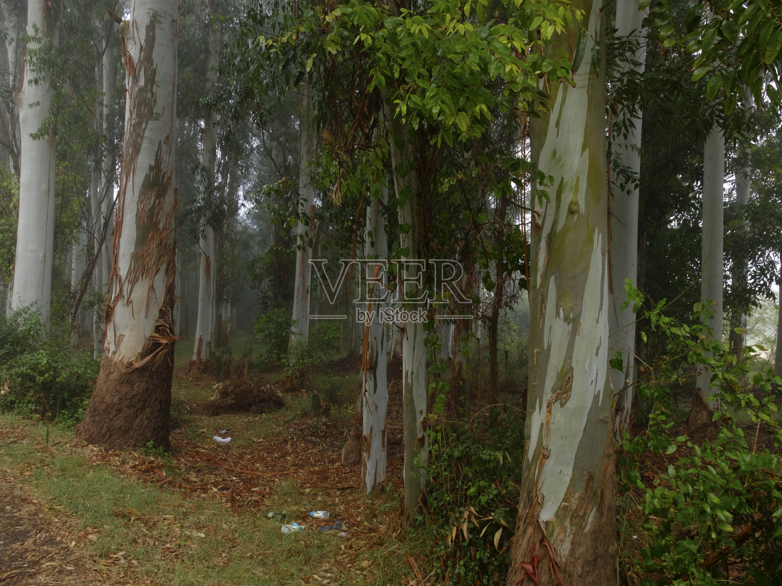 森林里的秋雾照片摄影图片