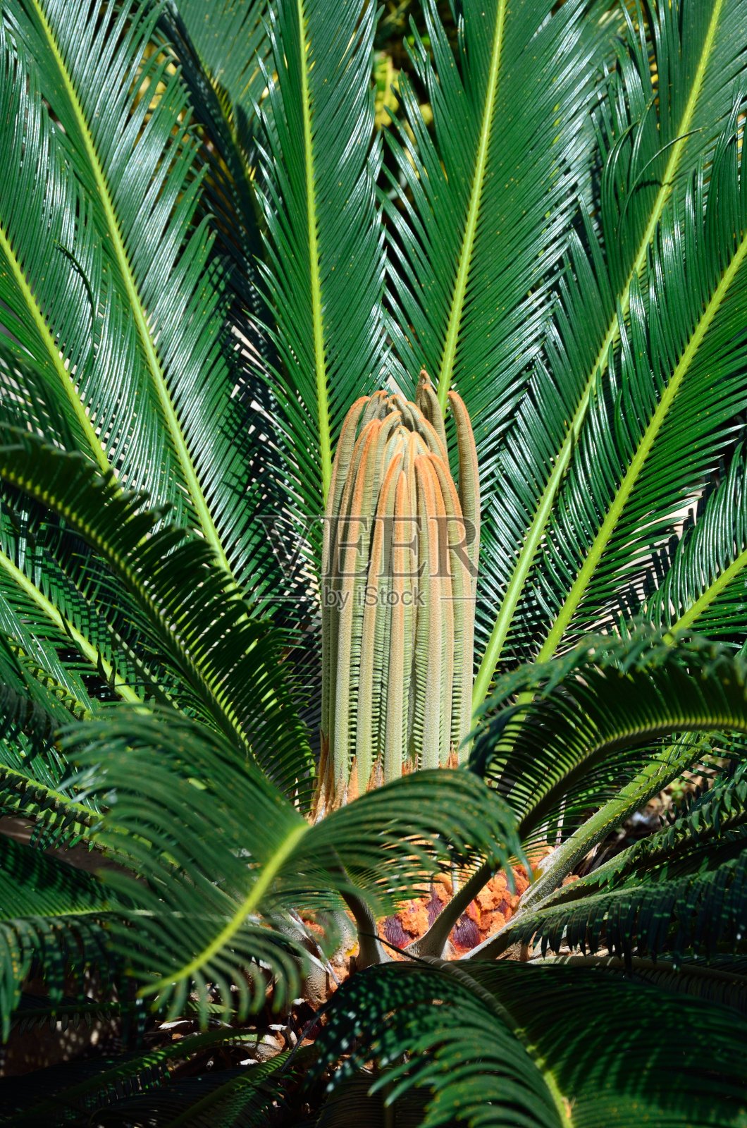 西米棕榈苏铁照片摄影图片