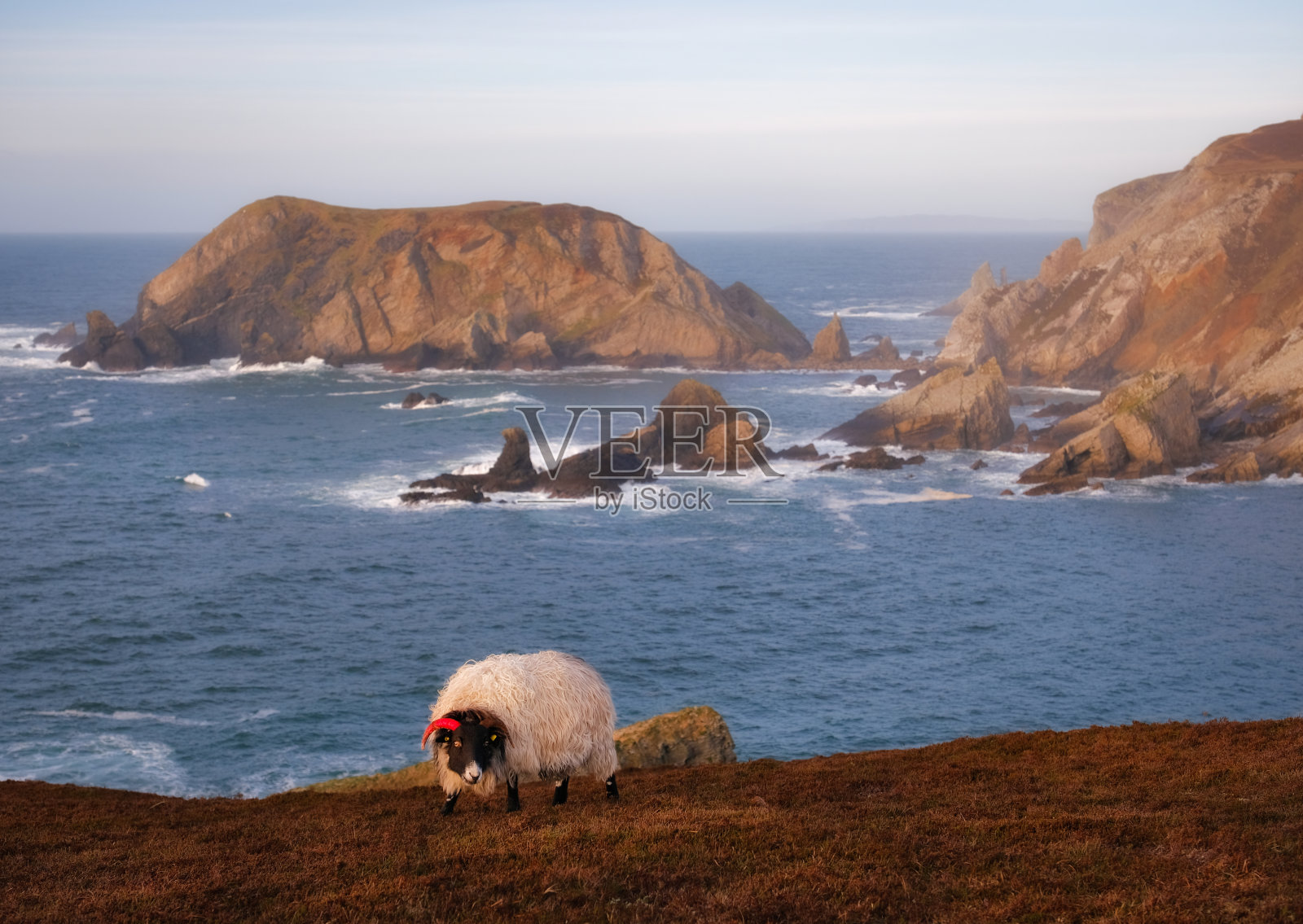 大西洋海岸的野生爱尔兰羊照片摄影图片