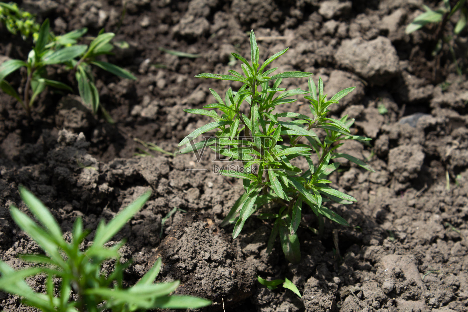 土壤中的小萨图利亚(咸味的)照片摄影图片