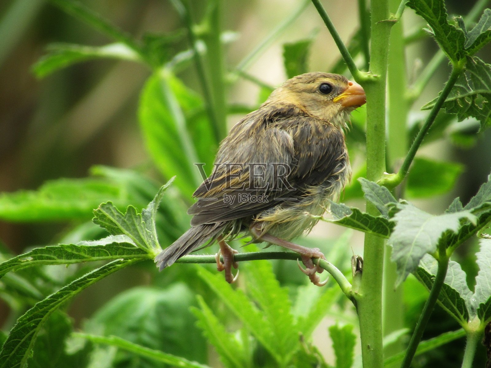 小鸟坐在树上照片摄影图片