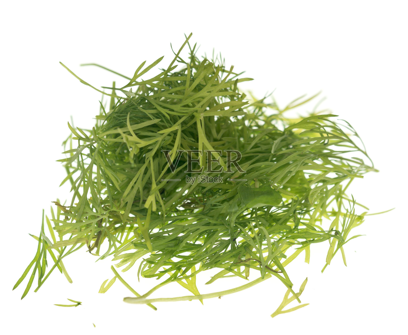 莳萝白色照片摄影图片