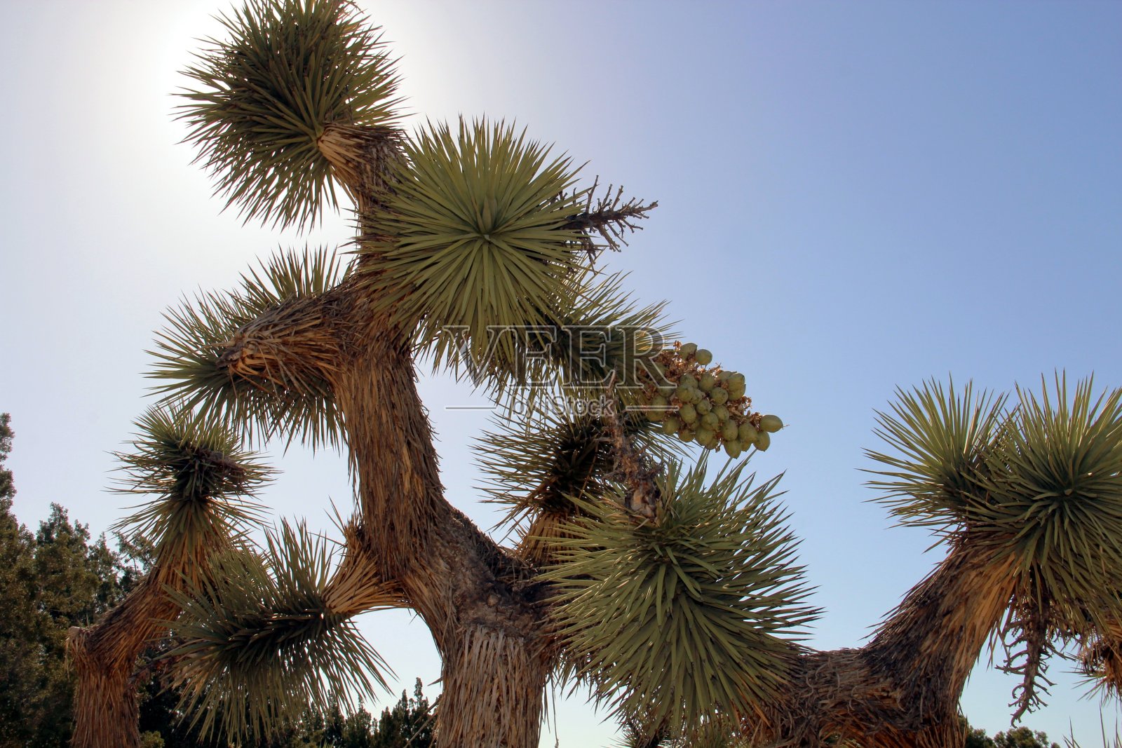 的约书亚树照片摄影图片