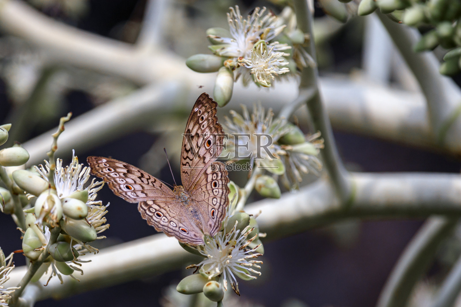 叶子上的蝴蝶照片摄影图片