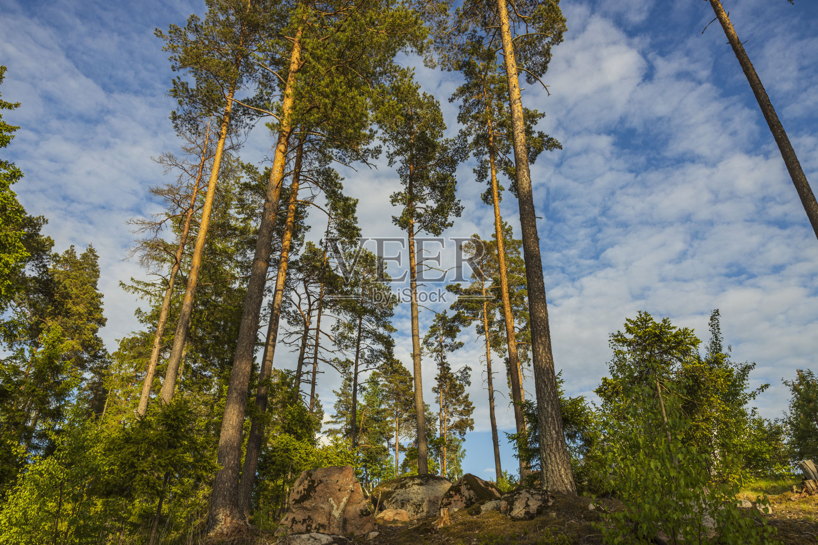 在蓝色的天空和云彩的背景上，高高的树的绿色顶部的观点。华丽的自然背景。照片摄影图片