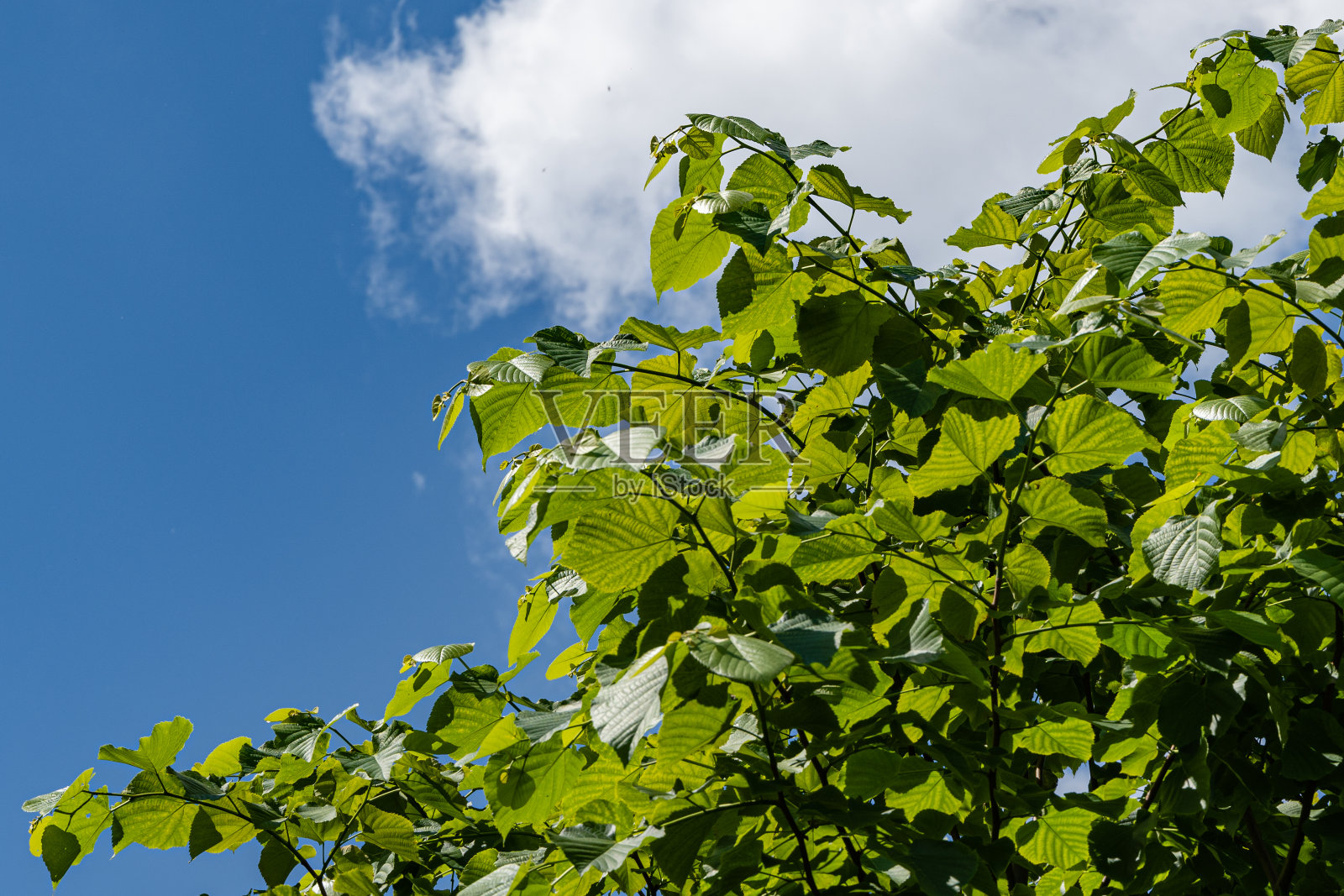 蓝天下的椴树。菩提树树枝上巨大的鲜绿色叶子。自然观春，新生命开始。有选择性的重点。气氛平静，幸福和爱。照片摄影图片
