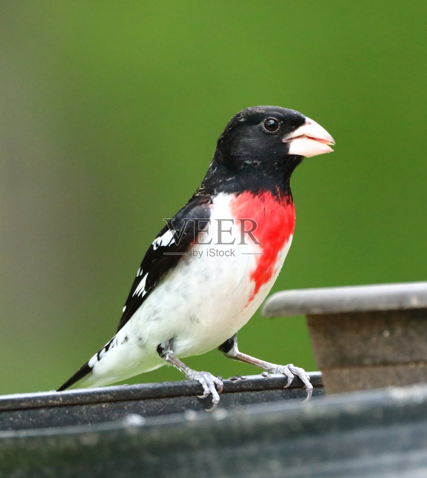 Rose-Breasted蜡嘴鸟照片摄影图片